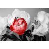 Fototapeta na zeď - Červená krása v černobílé