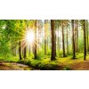 Fototapeta na zeď - Sluneční paprsky v lese