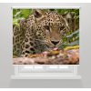 Fotoroleta - Leopard v džungli