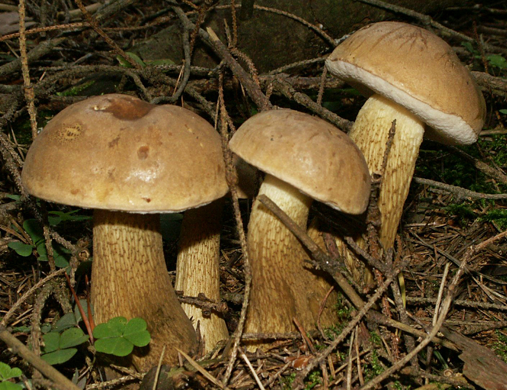 Hřib žlučník (Tylopilus felleus)