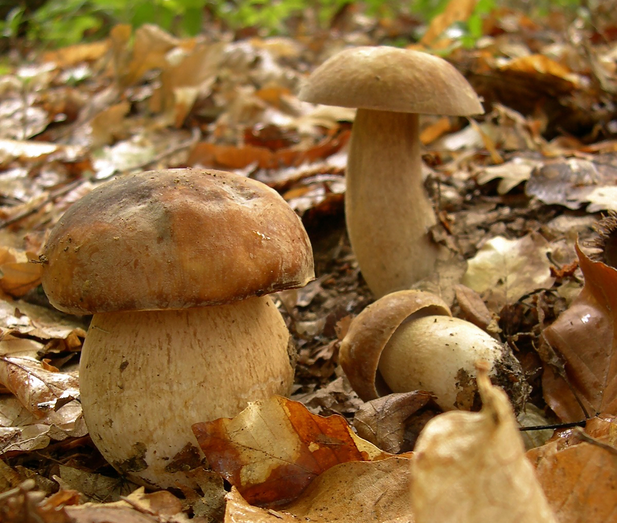 Hřib dubový (Boletus reticulatus)