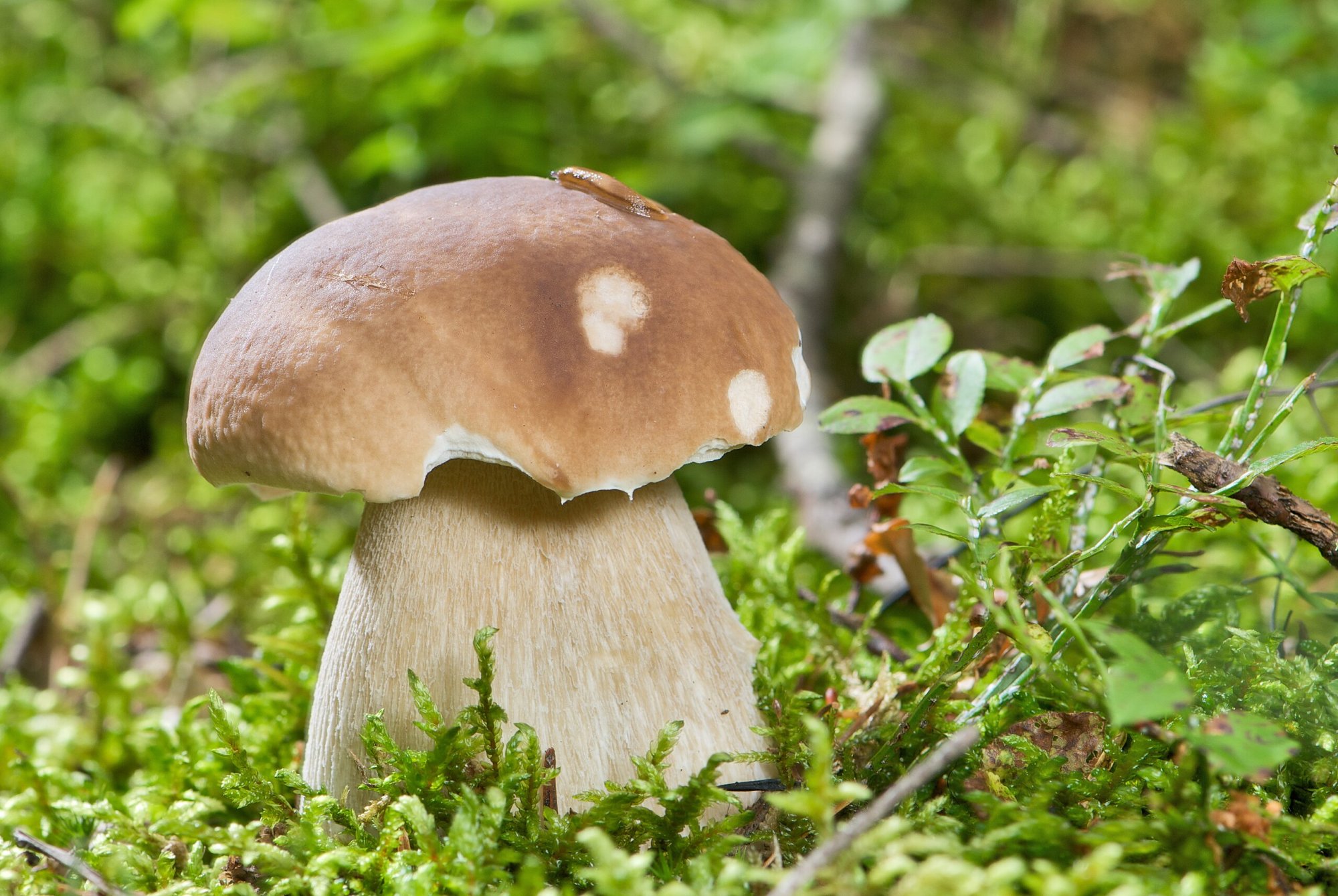 Hřib smrkový (Boletus edulis)