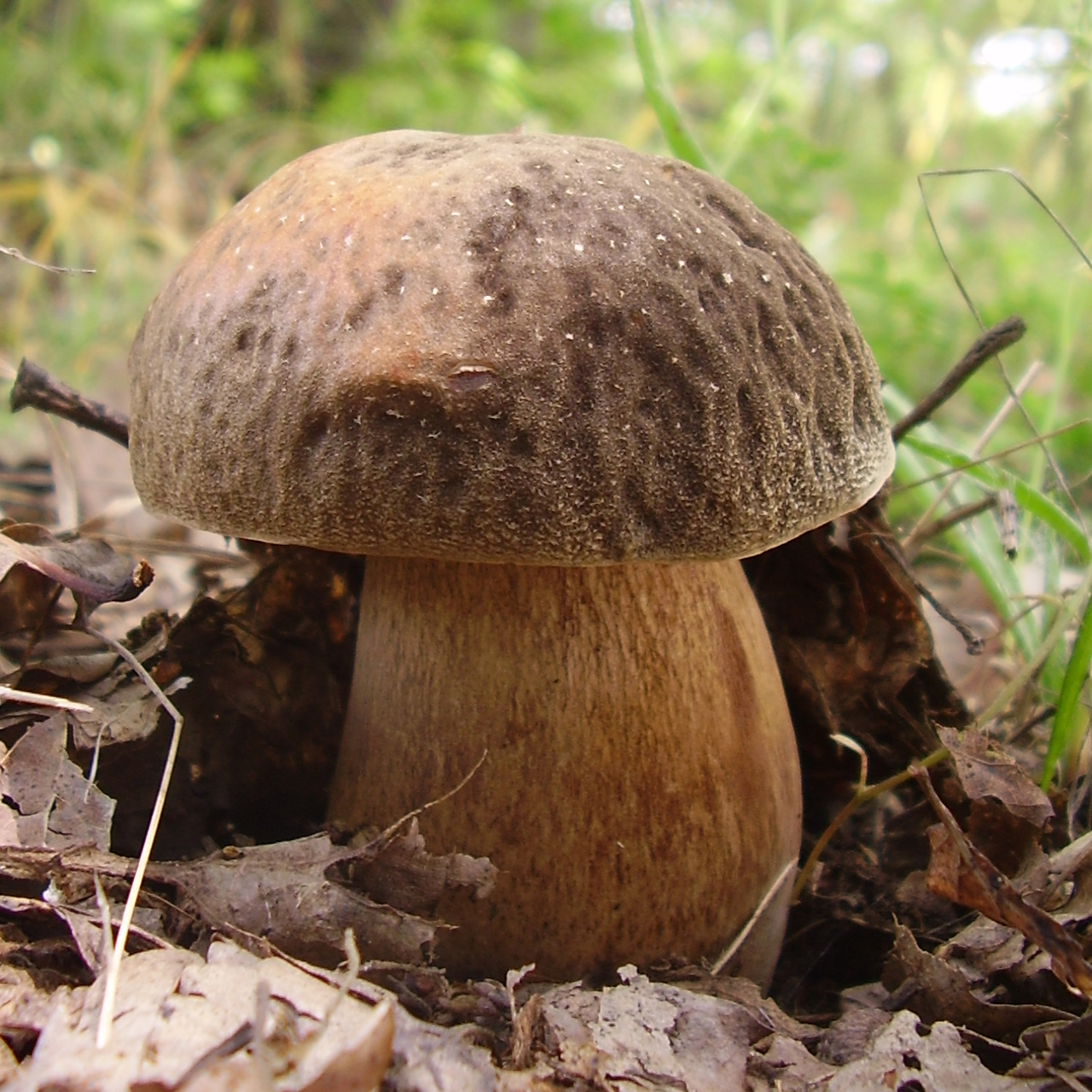 Hřib bronzový (Boletus aereus)