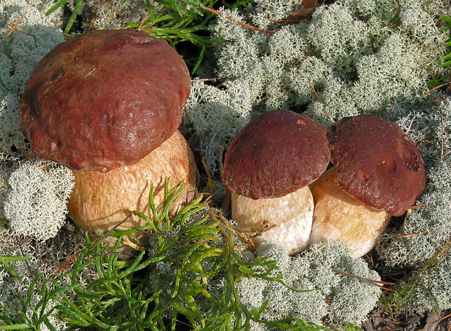 Hřib borový (Boletus pinophilus)