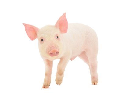 04c5b46e 8974 4833 b4fa 7fec4222da9a lrg