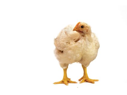 21d1e095 53f9 42bb a075 06b9962e03e1 lrg