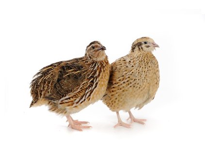 6852b601 bd7b 4ebc 8499 6a5a6192f135 lrg