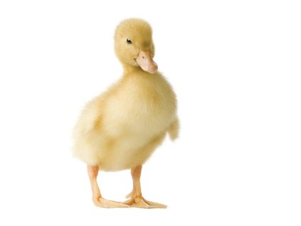 93f63f81 bbbb 4deb 8ad2 a78a14c54080 lrg