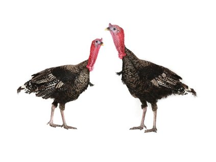 e8e946b1 7a30 4c62 98fc 067f52a5c92c lrg