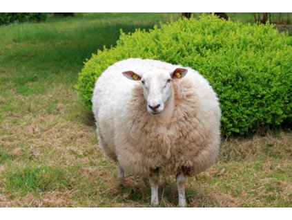 a41e48fb 508b 42d1 9669 c9ec4935cb53 lrg (1)