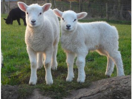 2ff16c5a 6b72 49fc b6aa 634756019dda lrg