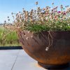 bloomera FoxyS