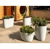 Betoni Organic M FoxyS
