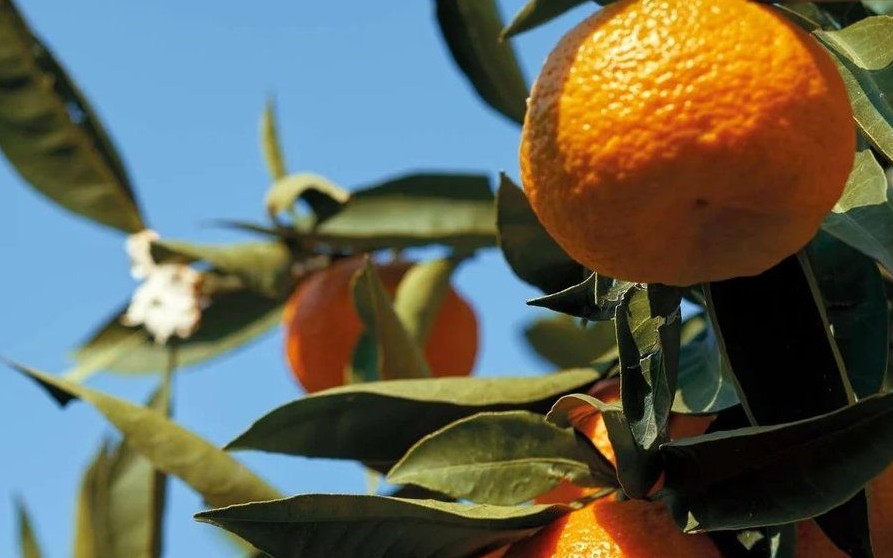 Květ pomeranče a neroli — jižní francouzská klasika