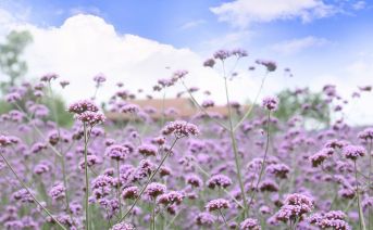 Verbena: Svěží a povznášející vůně pro osvěžení vašeho života