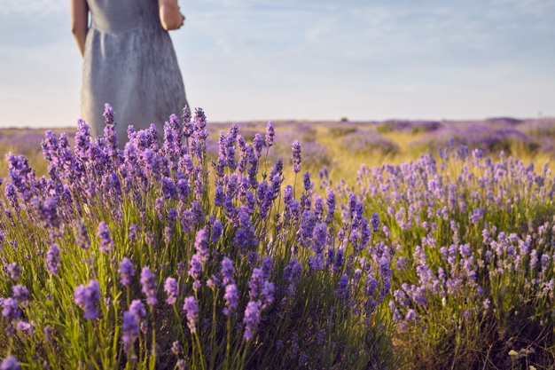 cropped-shot-unecognizable-woman-dress-standing-middle-summer-meadow-among-beautiful-light-purple-lavender-flowers-people-nature-travel-wildflower-countryside-rural-area_343059-717