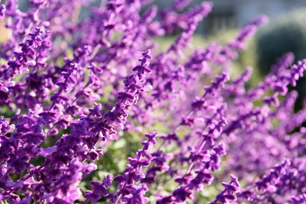 purple-lavender-closeup-background_1372-442