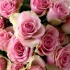 creme douche extra douce hydratante rose ingredient