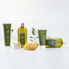 erbario toscano olive2