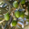 savon de marseille olive section ingredient