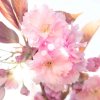 gelee de douche fraiche hydratante fleur amandier ingredient