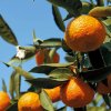savonnettes extra douces fleur oranger ingredient
