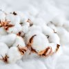 creme douche extra douce hydratante lait coton ingredient