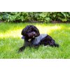HI WM Canine HR 0005