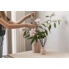 2 2826 2 2804 PC Rosé Blush Diffuser Bottle 2L New + 250mL Fragrance Diffuser New 1