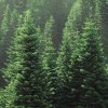BalsamFir 2000x.progressive
