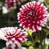Dahlia 2000x.progressive