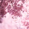 CherryBlossom 2000x.progressive