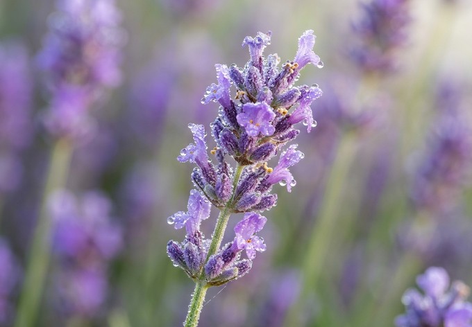 Prečo levanduľa vonia práve takto — linalool a zmysly
