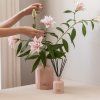 2 2804 2 2826 Portus Cale Rosé Blush Fragrance Diffuser 250ml a Diffuser Bottle 2L L1 1x1