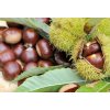 fresh chestnuts in bug