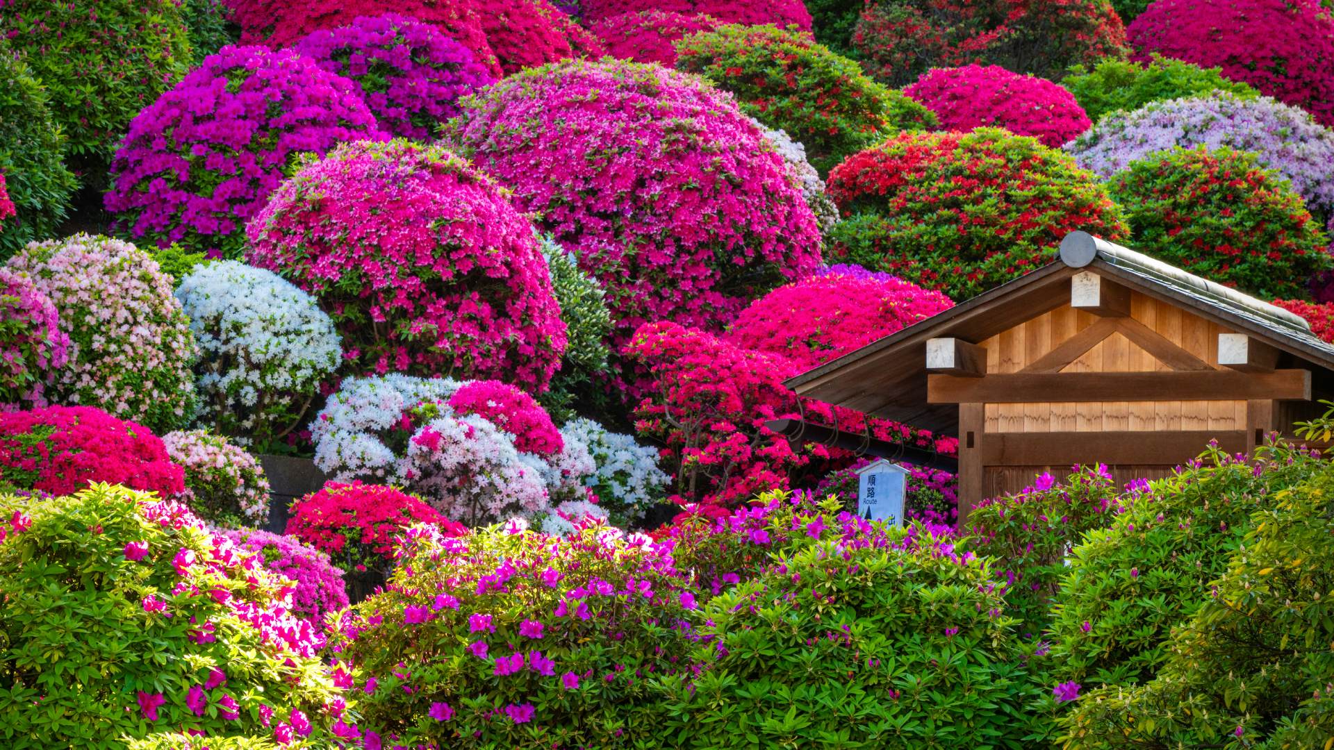 jak-a-cim-hnojit-azalky