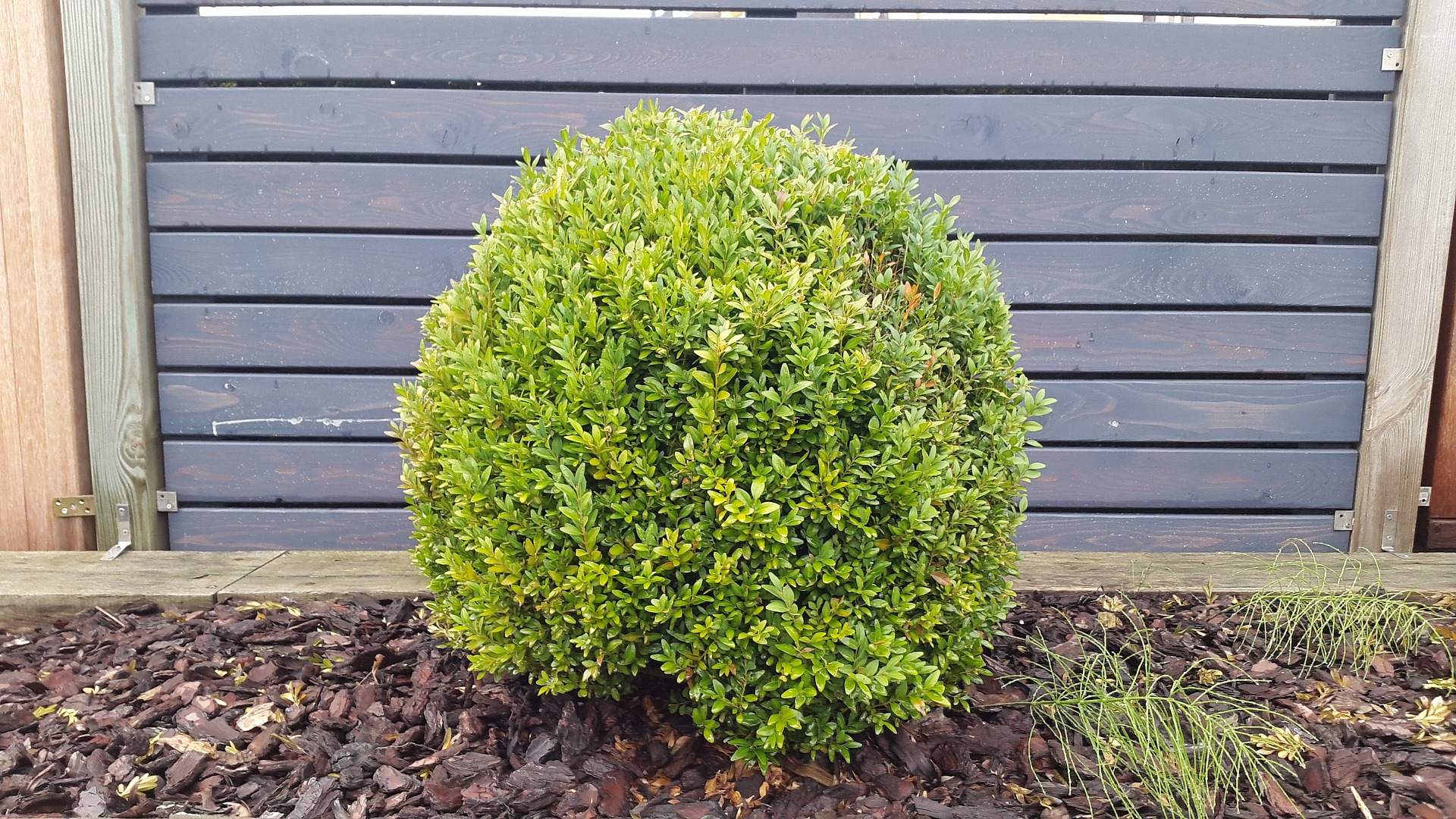 cim-hnojit-buxus