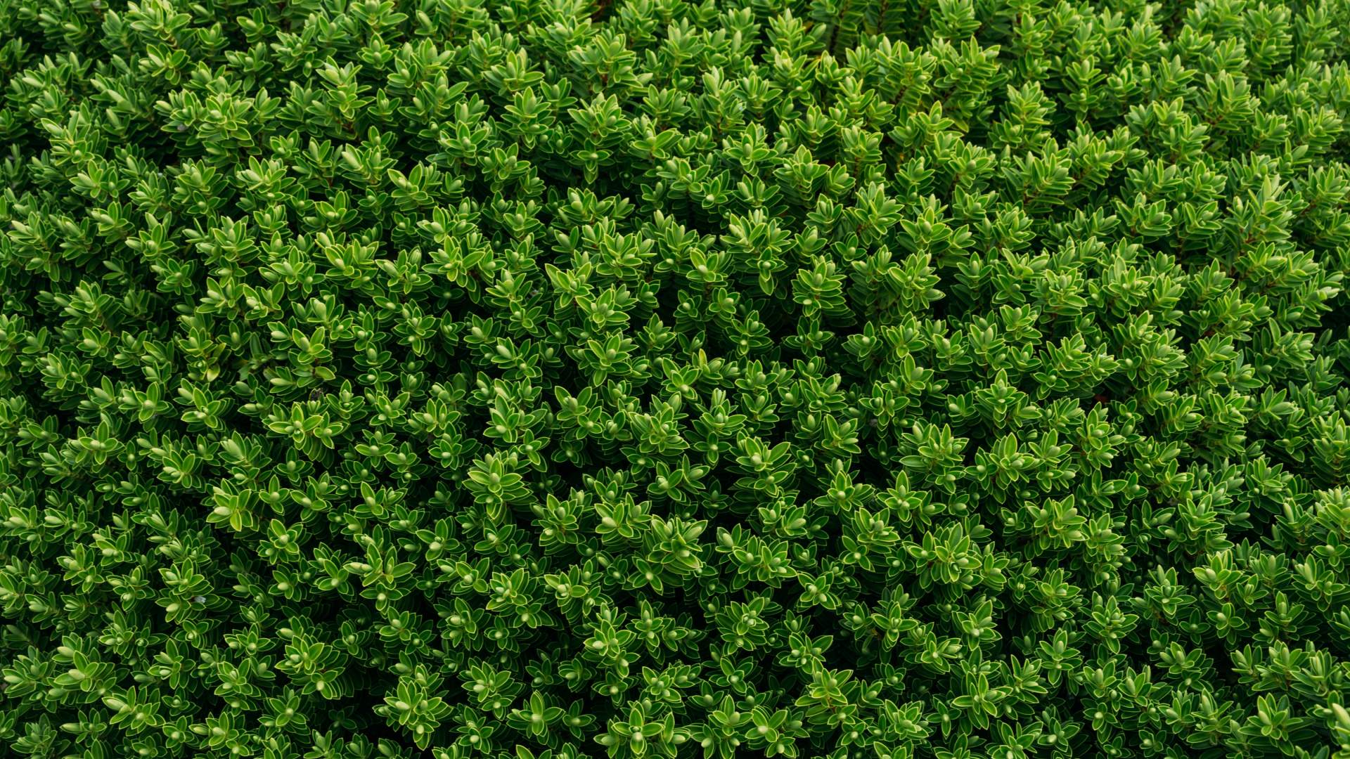 skudci-a-choroby-buxusu