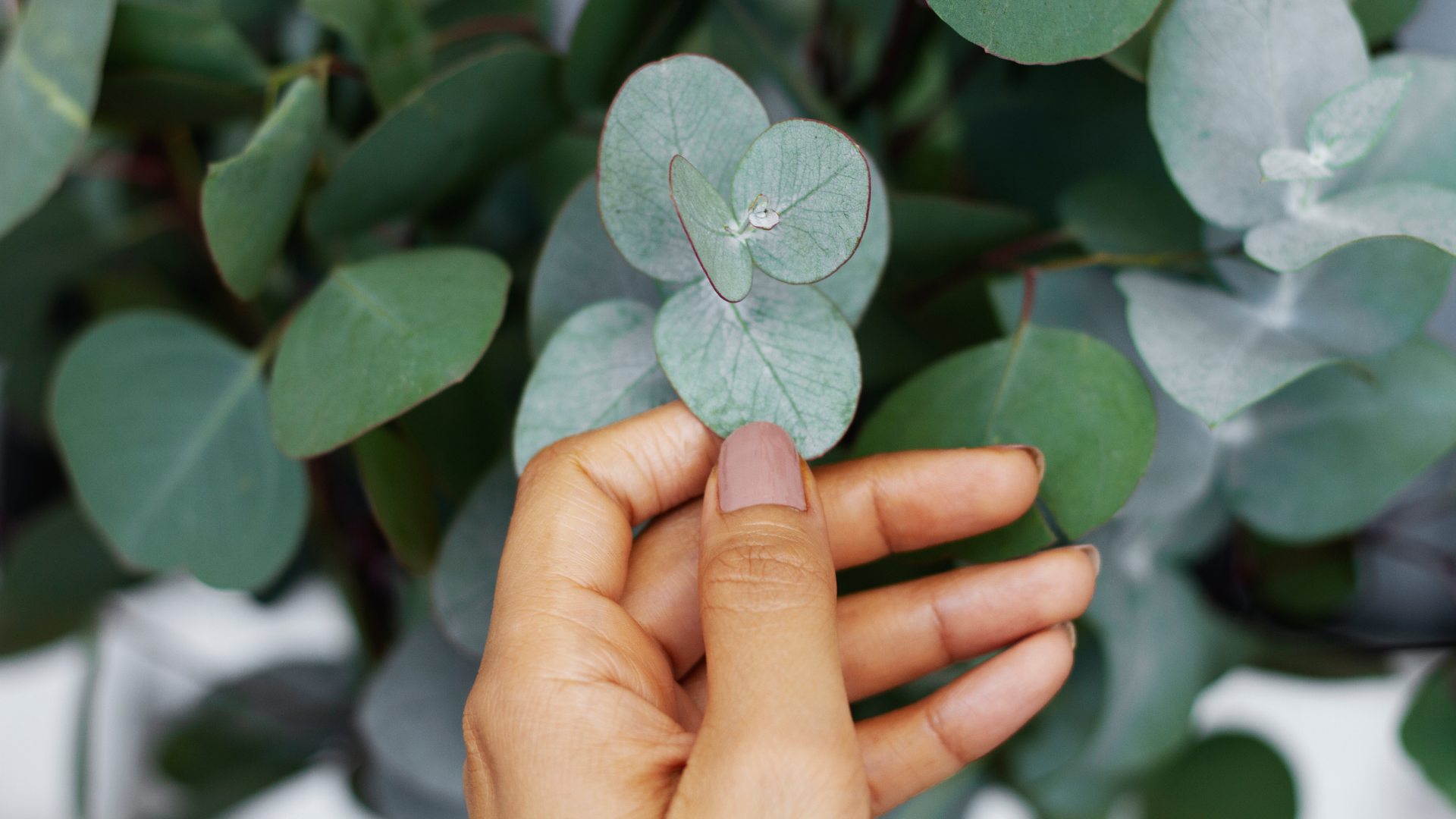 jak-spravne-pestovat-eukalyptus