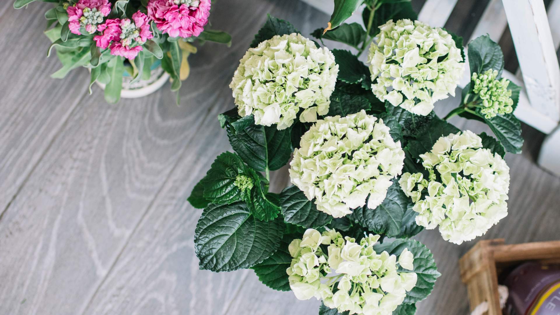 skvele-hnojivo-na-hortenzie