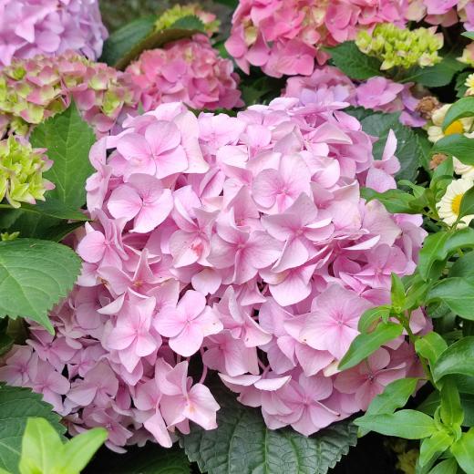 cim-hnojit-hortenzie