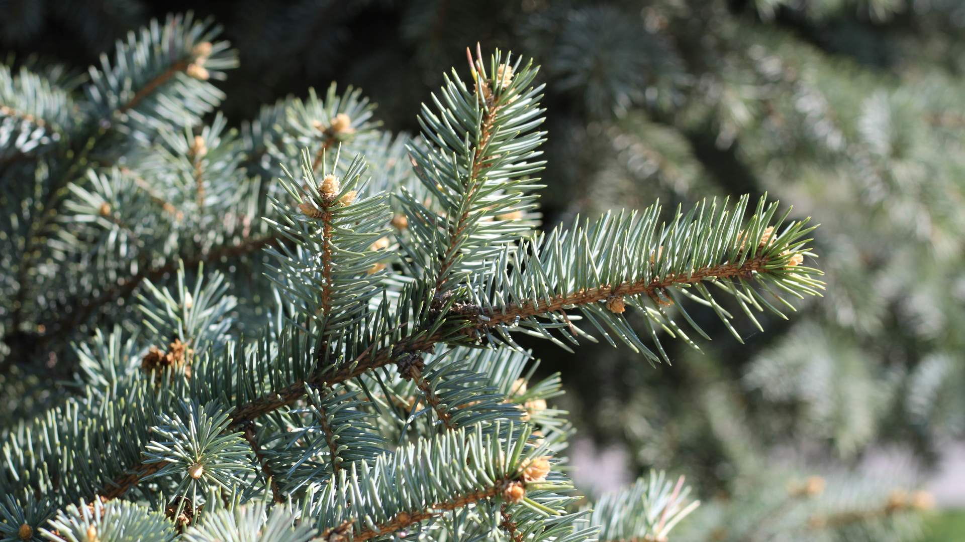 hnojivo-na-jehlicnany