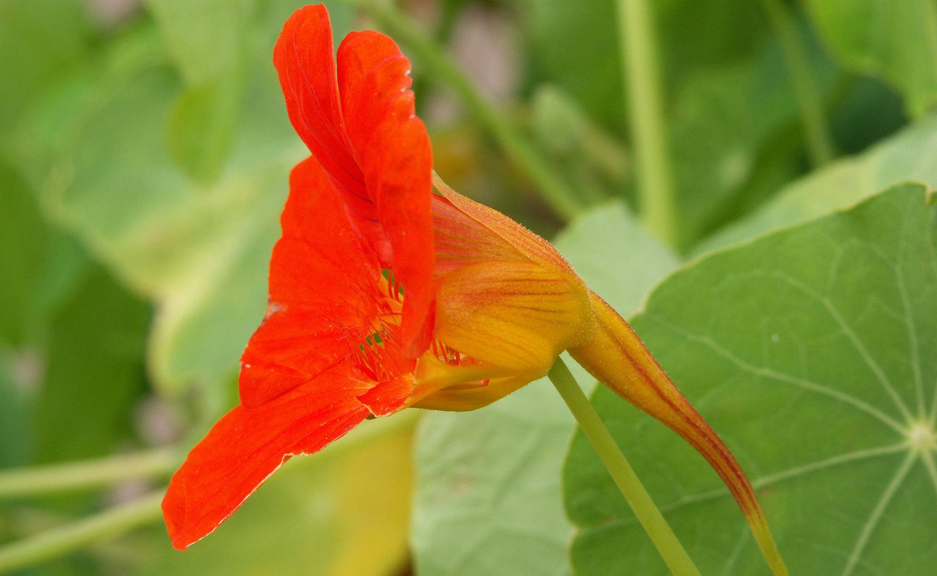 lichorerisnice-pestovani