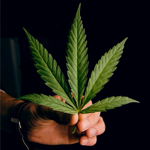 nejlepsi-hnojivo-na-marihuanu