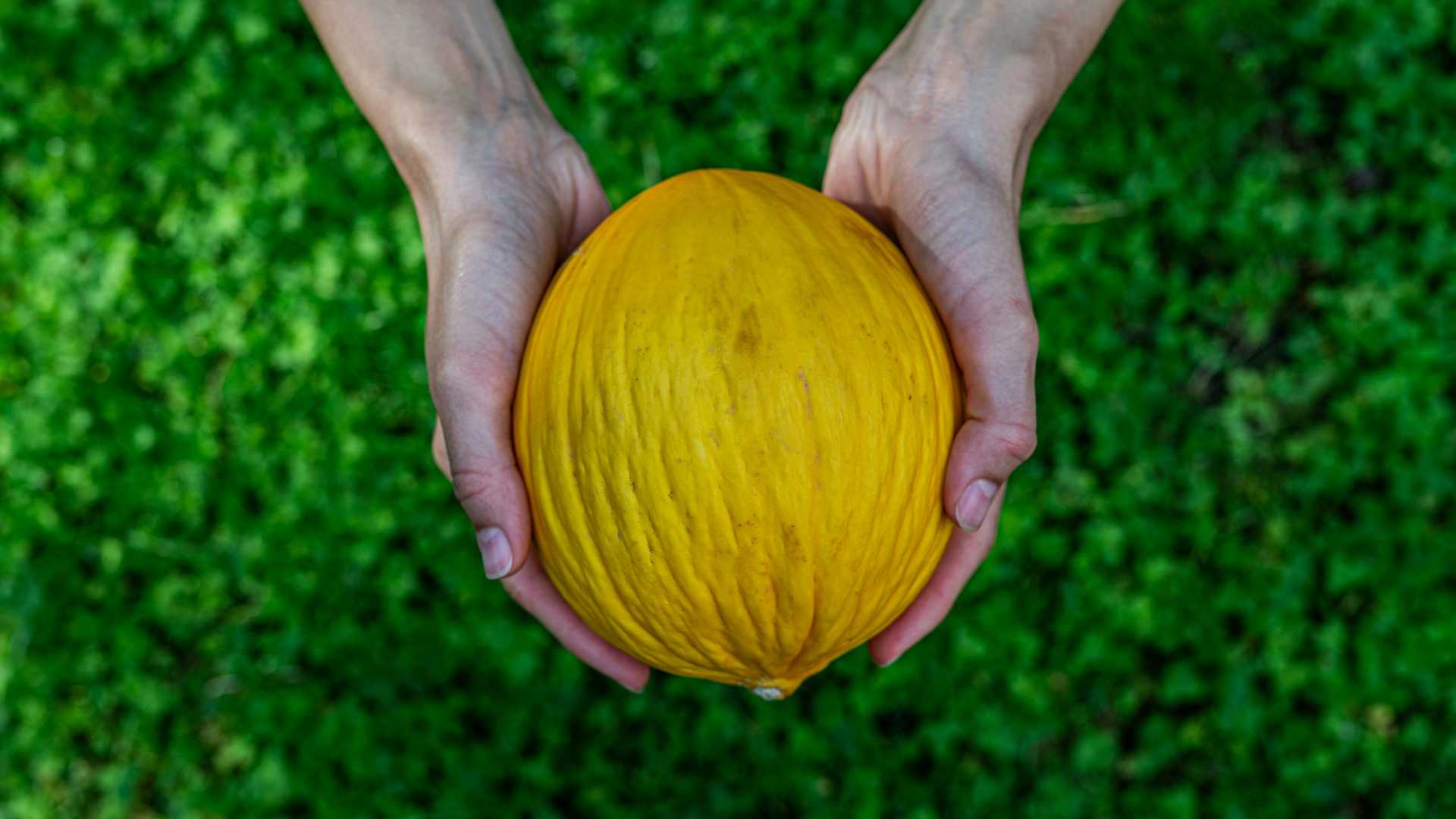 mini-meloun-pestovani