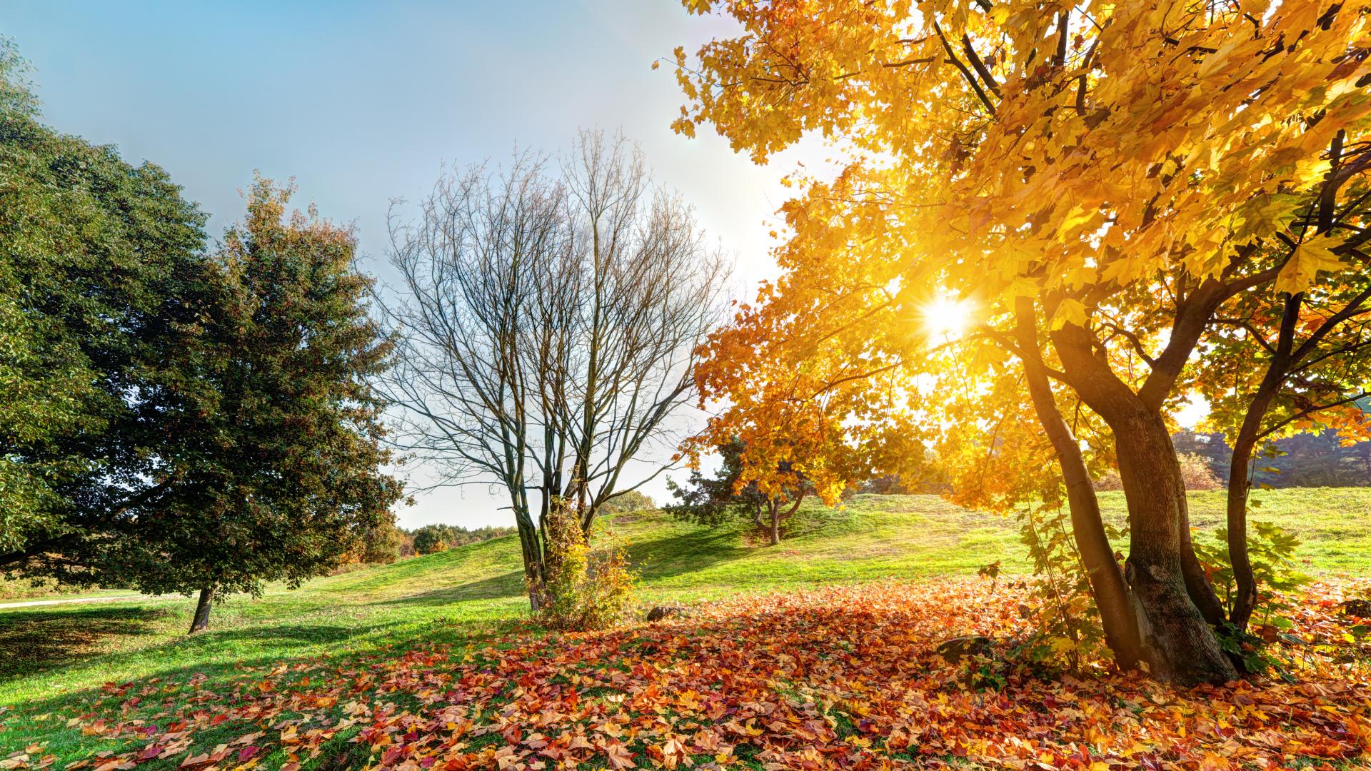 cim-hnojit-zahony-na-podzim