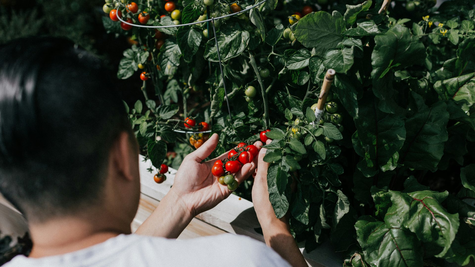 jak-vybrat-nejlepsi-hnojivo-na-rajcata