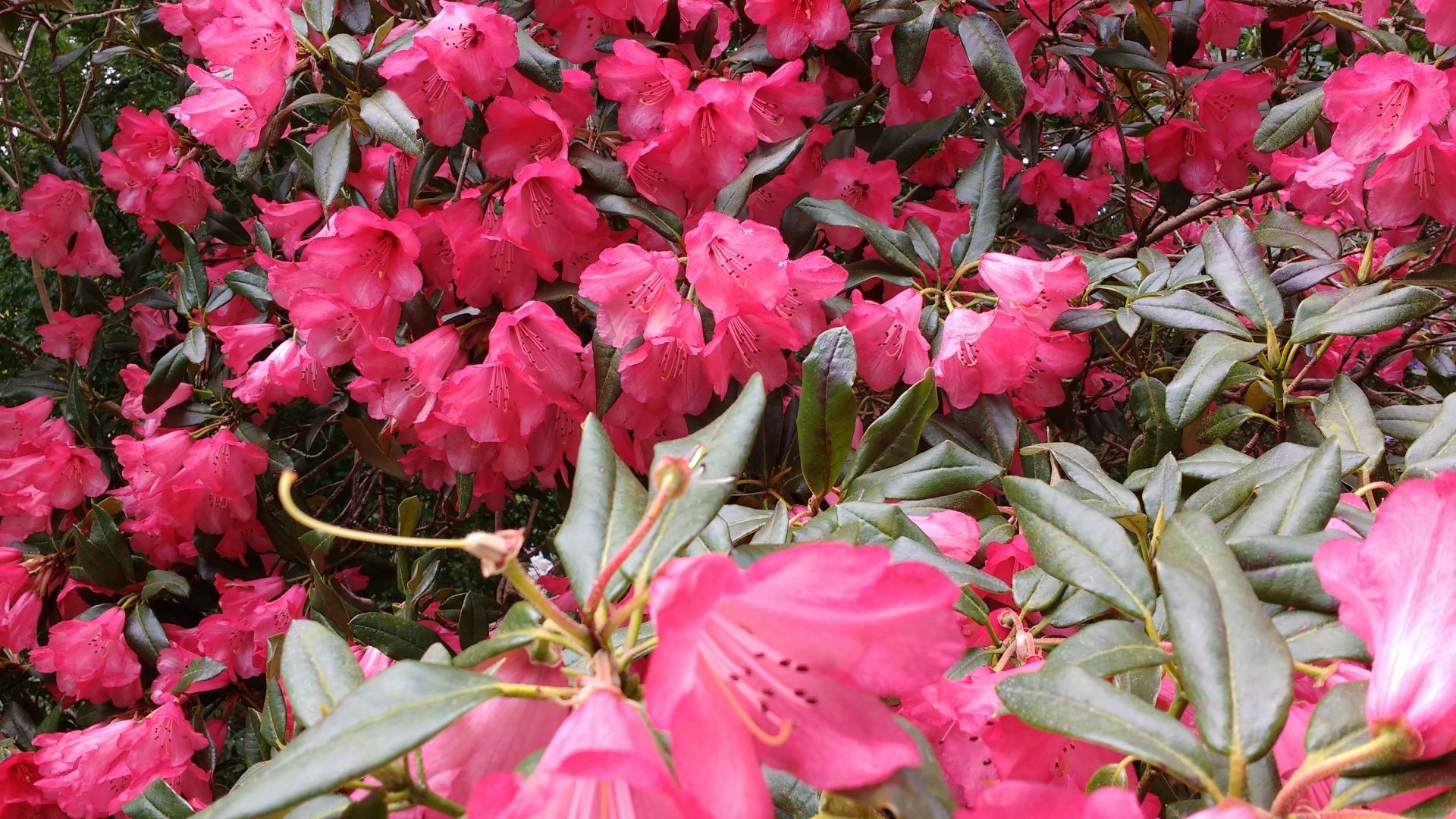 jak-a-kdy-hnojit-rododendrony