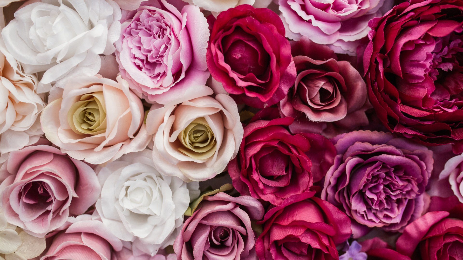 nejlepsi-hnojivo-na-ruze