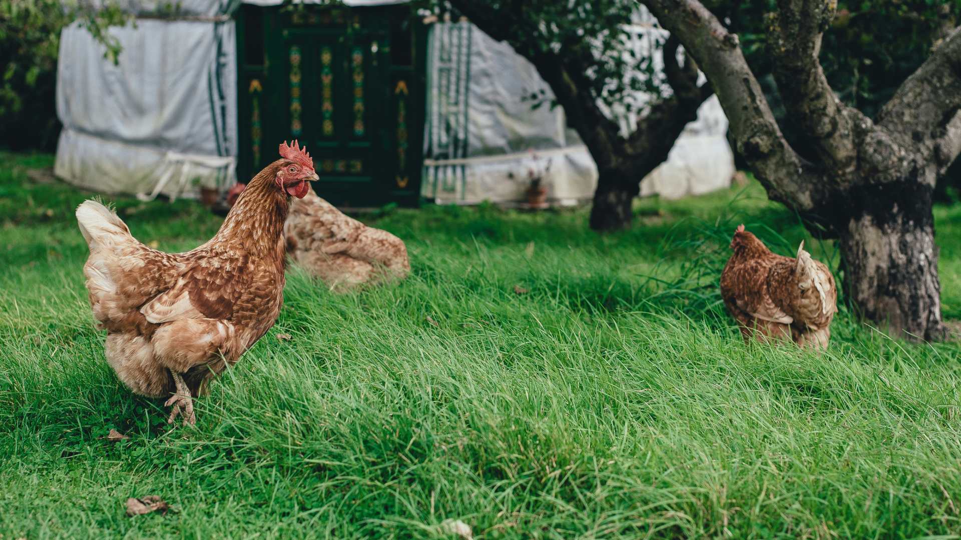 co-lze-hnojit-slepicincem